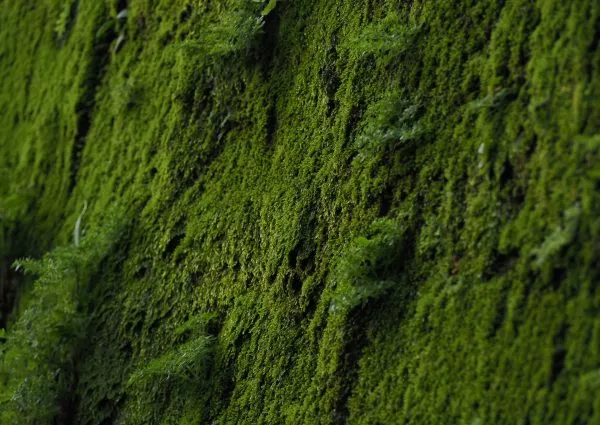 Moss Removal